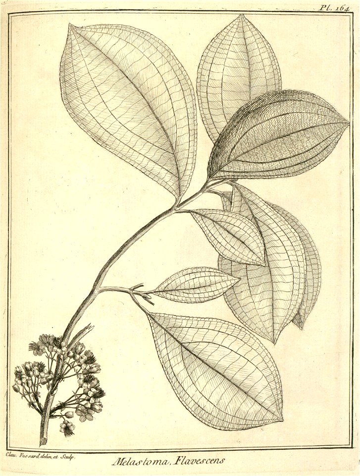 Melastoma flavescens Aublet 1775 pl 164
