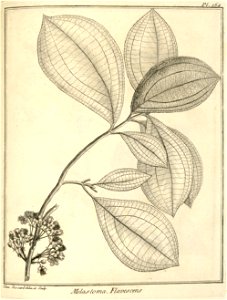 Melastoma flavescens Aublet 1775 pl 164
