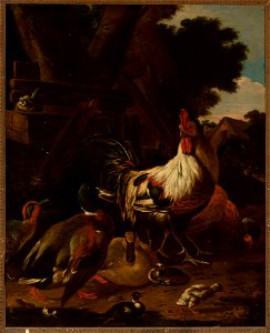 Melchior d' Hondecoeter - Rooster and ducks - 184239 MNW - National Museum in Warsaw. Free illustration for personal and commercial use.