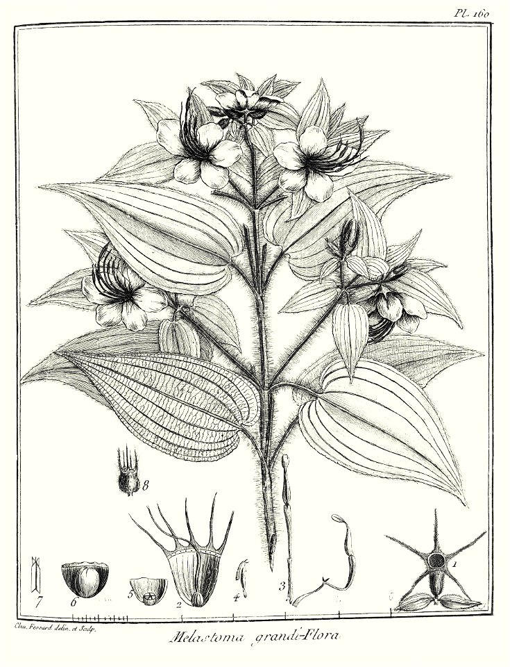 Melastoma grandiflora Aublet 1775 pl 160
