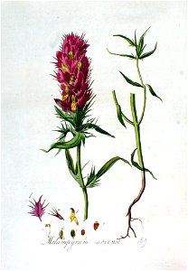 Melampyrum arvense — Flora Batava — Volume v3