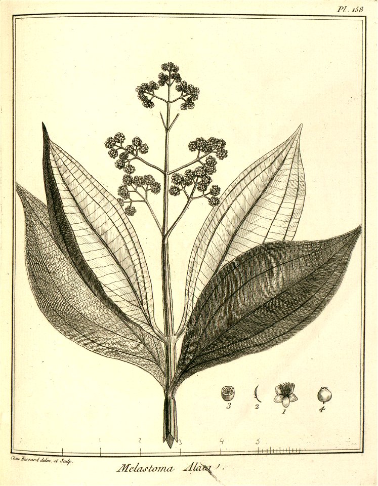 Melastoma alata Aublet 1775 pl 158