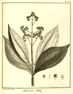 Melastoma alata Aublet 1775 pl 158