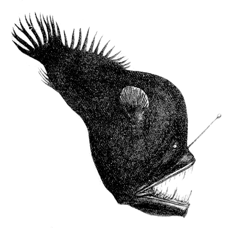 Melanocetus johnsonii2
