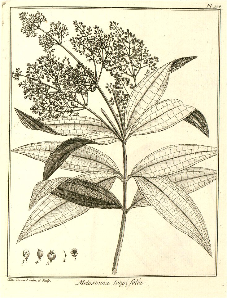 Melastoma longifolia Aublet 1775 pl 170
