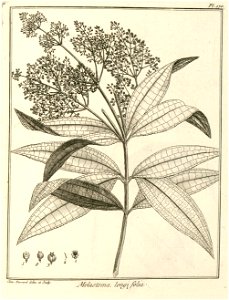 Melastoma longifolia Aublet 1775 pl 170