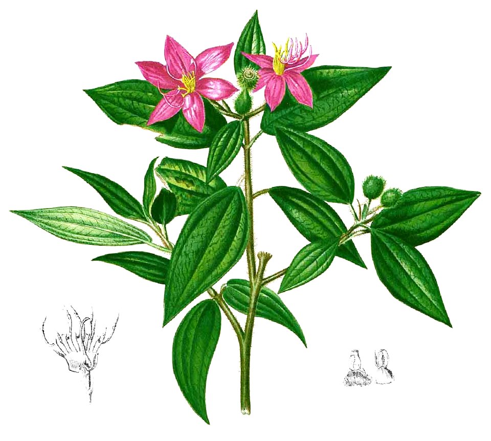 Melastoma sp Blanco1.152-cropped