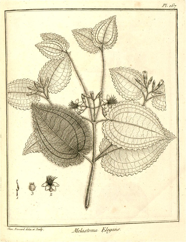 Melastoma elegans Aublet 1775 pl 167