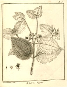 Melastoma elegans Aublet 1775 pl 167