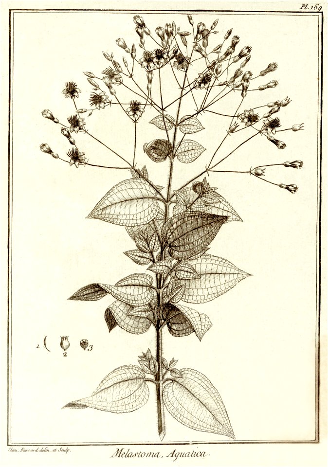 Melastoma aquatica Aublet 1775 pl 169