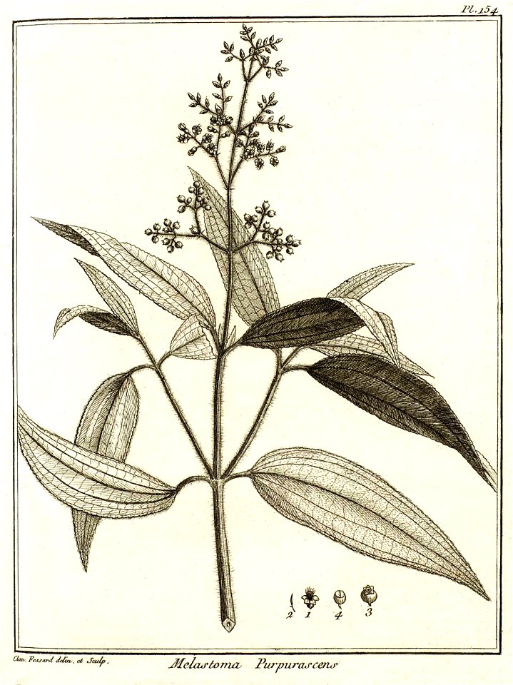 Melastoma purpurascens Aublet 1775 pl 154