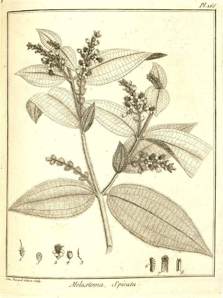 Melastoma spicata Aublet 1775 pl 165