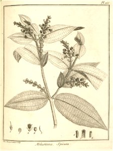 Melastoma spicata Aublet 1775 pl 165