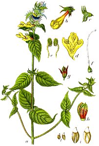 Melampyrum nemorosum Sturm52