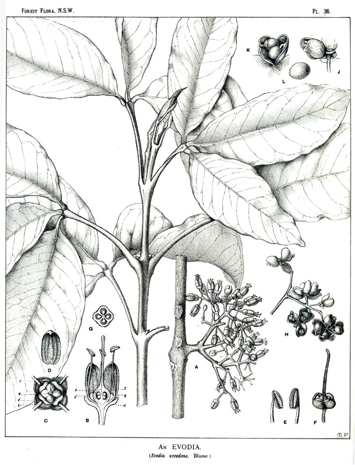 Melicope accedens00