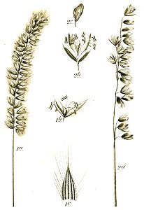 Melica spp Sturm28