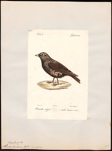 Melanocorypha tartarica - 1842-1848 - Print - Iconographia Zoologica - Special Collections University of Amsterdam - UBA01 IZ16100351