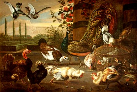 Melchior de Hondecoeter (1636-1695) (attributed to) - A Cockfight, with Hens, a Peacock, a Muscovy Duck, a Turkey and Pigeons in a Garden Setting - 453799 - National Trust. Free illustration for personal and commercial use.