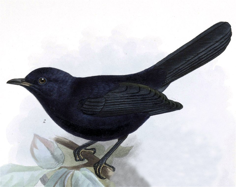Melanoptila glabrirostris 1902