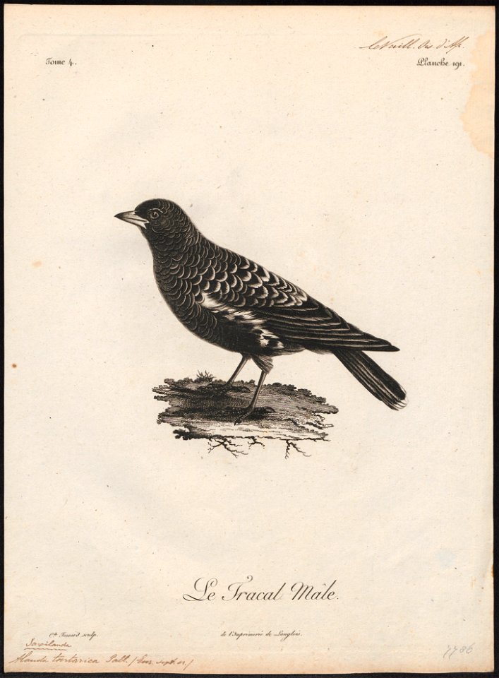 Melanocorypha tartarica - 1796-1808 - Print - Iconographia Zoologica - Special Collections University of Amsterdam - UBA01 IZ16100353