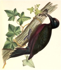 Melanerpes herminieri 1849