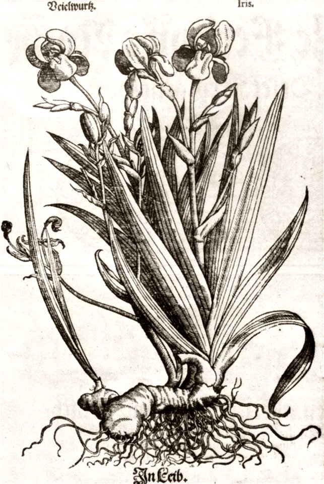 Melantrich35