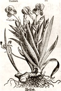 Melantrich35
