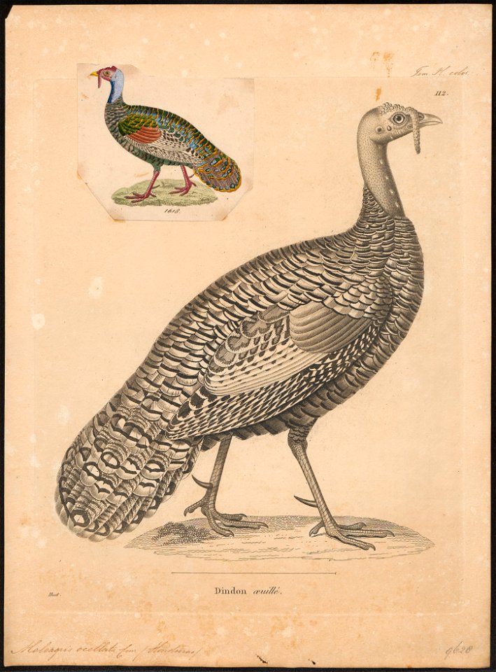 Meleagris ocellata - 1700-1880 - Print - Iconographia Zoologica - Special Collections University of Amsterdam - UBA01 IZ16900314