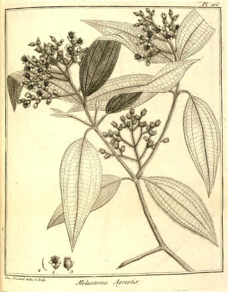 Melastoma agrestis Aublet 1775 pl 166