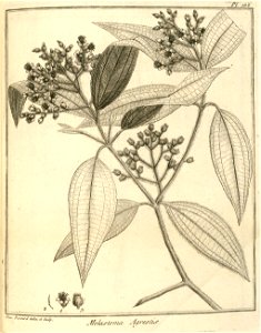 Melastoma agrestis Aublet 1775 pl 166