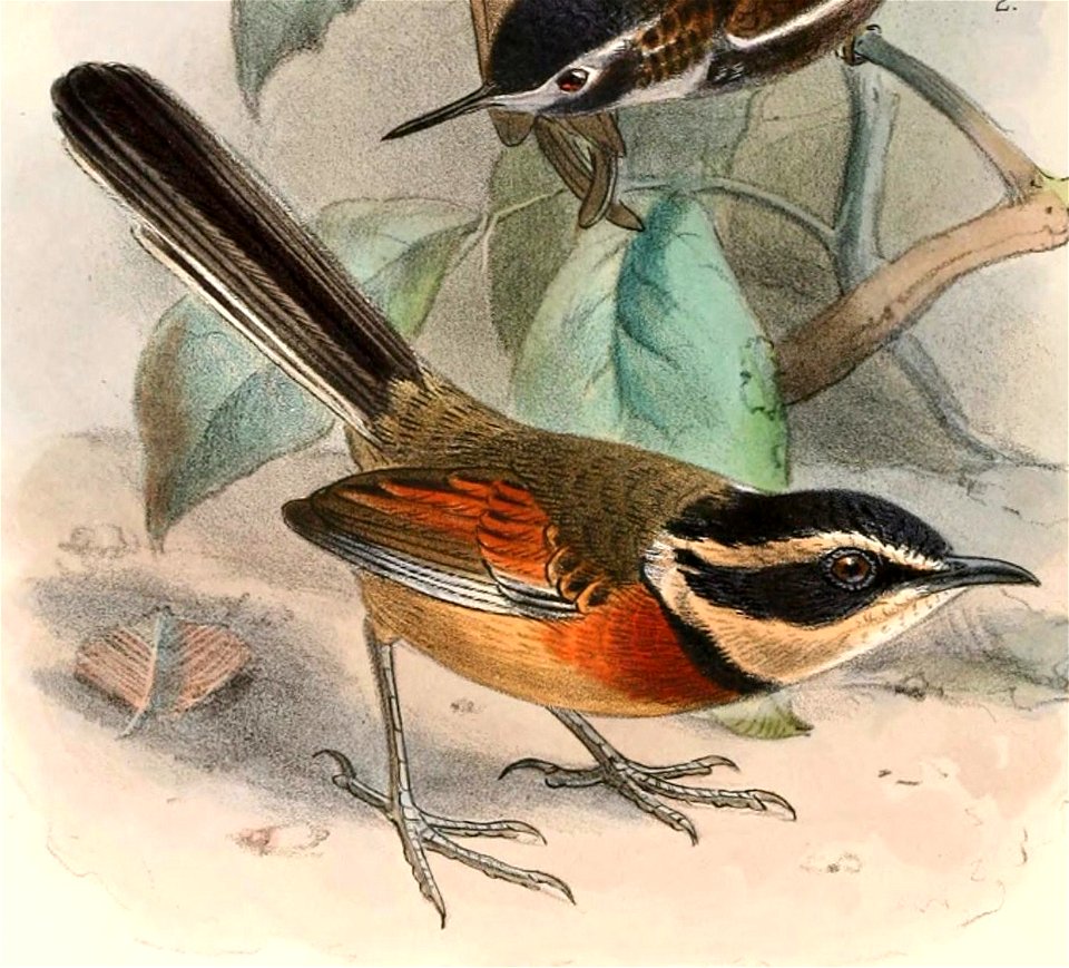 Melanopareia elegans elegans 1897