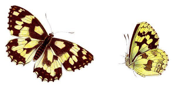 Melanargia galathea - Schachbrett