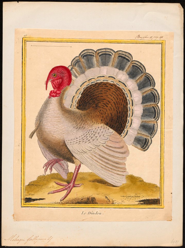 Meleagris gallopavo - 1700-1880 - Print - Iconographia Zoologica - Special Collections University of Amsterdam - UBA01 IZ16900304