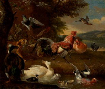 Melchior d' Hondecoeter - Chickens and Ducks - 62 - Mauritshuis. Free illustration for personal and commercial use.