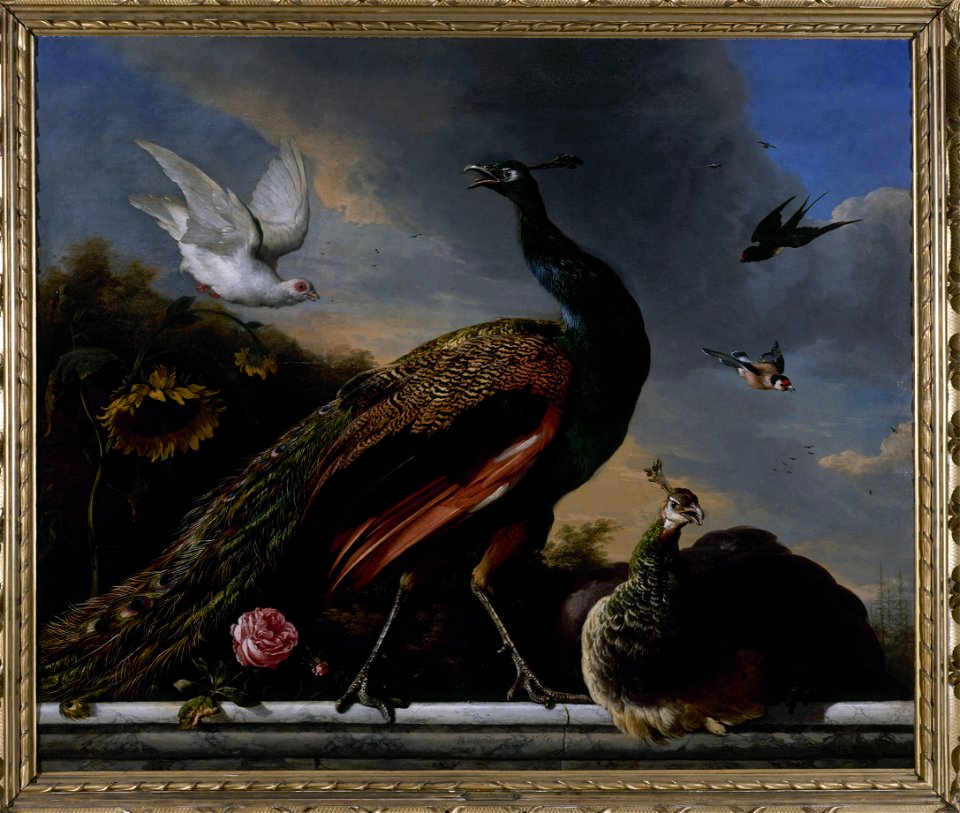 Melchior de Hondecoeter - Paons, mâle et femelle - PPP2522 - Musée des Beaux-Arts de la ville de Paris