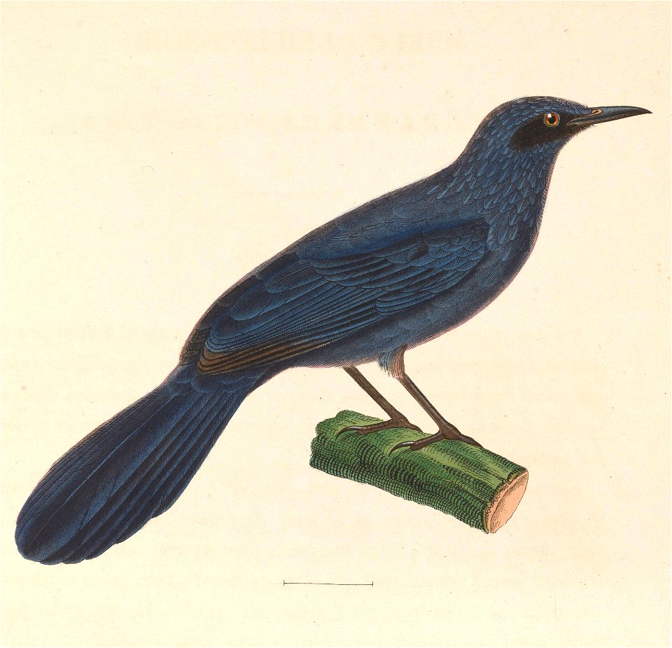 Melanotis caerulescens 1838
