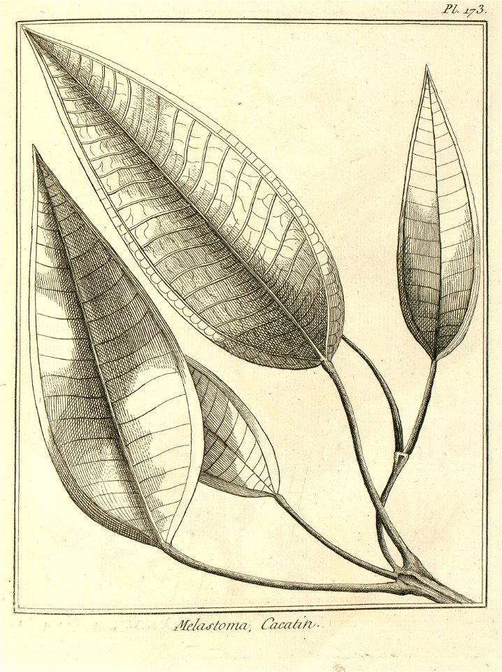 Melastoma cacatin Aublet 1775 pl 173