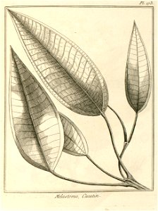 Melastoma cacatin Aublet 1775 pl 173