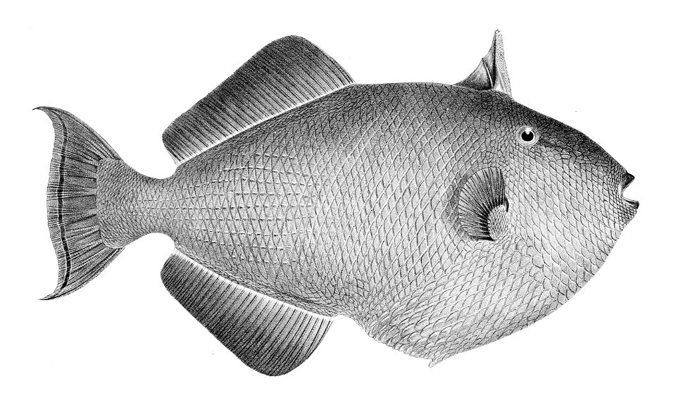 Melichthys niger 1866