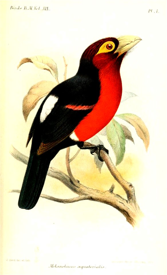 MelanobuccoAequatorialis