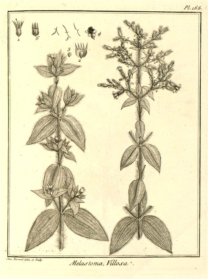 Melastoma villosa Aublet 1775 pl 168