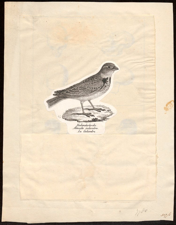 Melanocorypha calandra - 1809-1845 - Print - Iconographia Zoologica - Special Collections University of Amsterdam - UBA01 IZ16100343