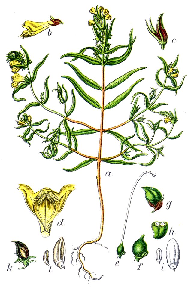 Melampyrum sylvaticum Sturm53