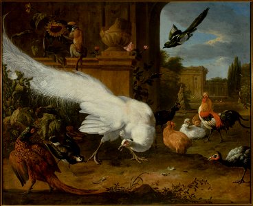 Melchior d' Hondecoeter - Fowls and a white peacock - M.Ob.2380 MNW - National Museum in Warsaw. Free illustration for personal and commercial use.