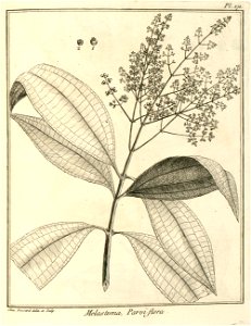 Melastoma parviflora Aublet 1775 pl 171