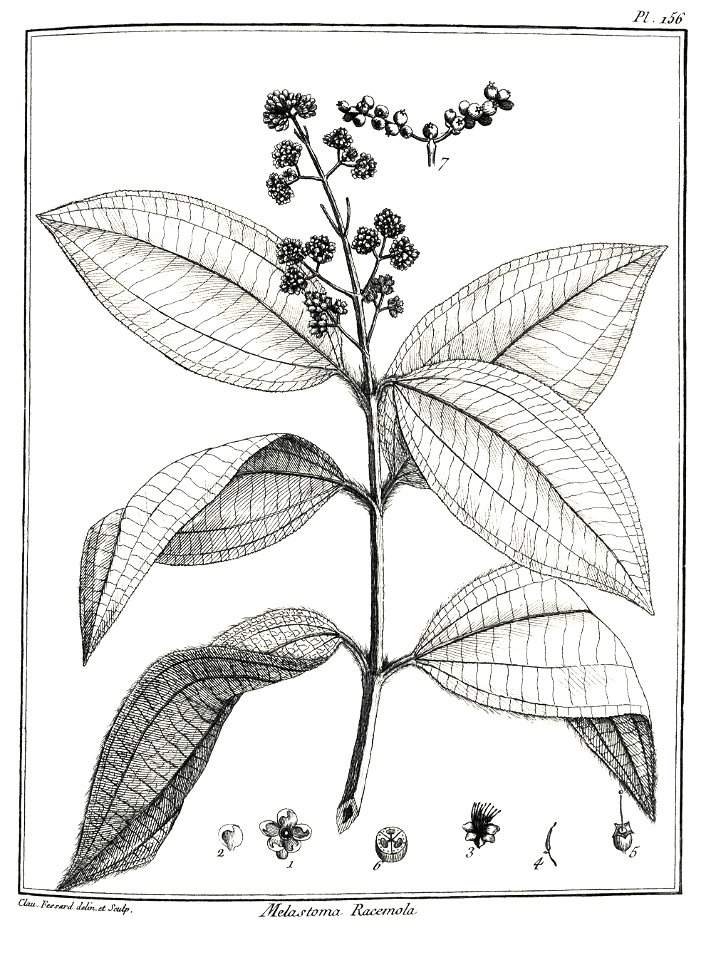 Melastoma racemosa Aublet 1775 pl 156