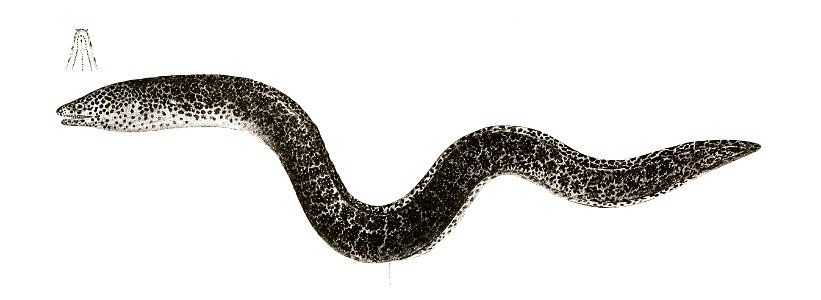 Muraena picta Achilles 172