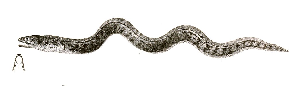 Muraena punctatofasciata Achilles 169