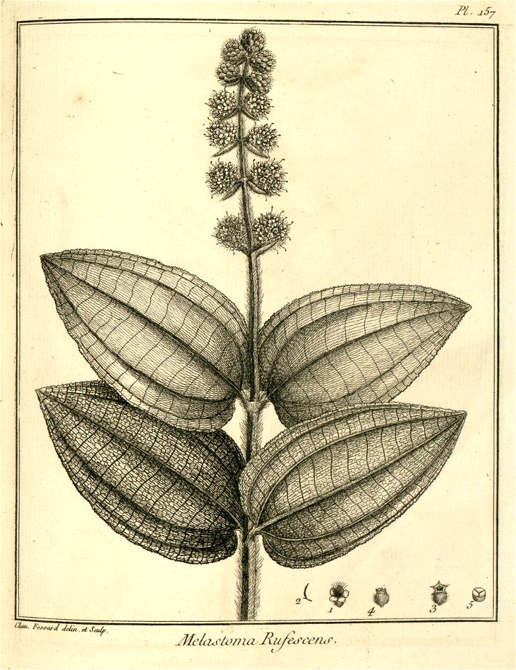 Melastoma rufescens Aublet 1775 pl 157