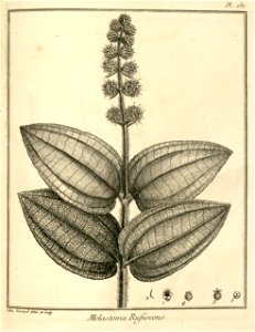 Melastoma rufescens Aublet 1775 pl 157
